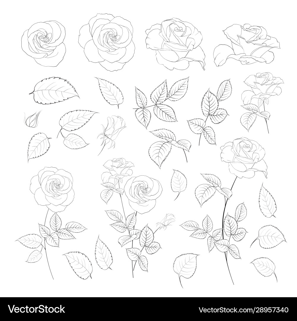 Rose Knospenkollektionselemente Rosen isoliert Rose Knospenkollektionselemente Rosen isoliert vektorbild