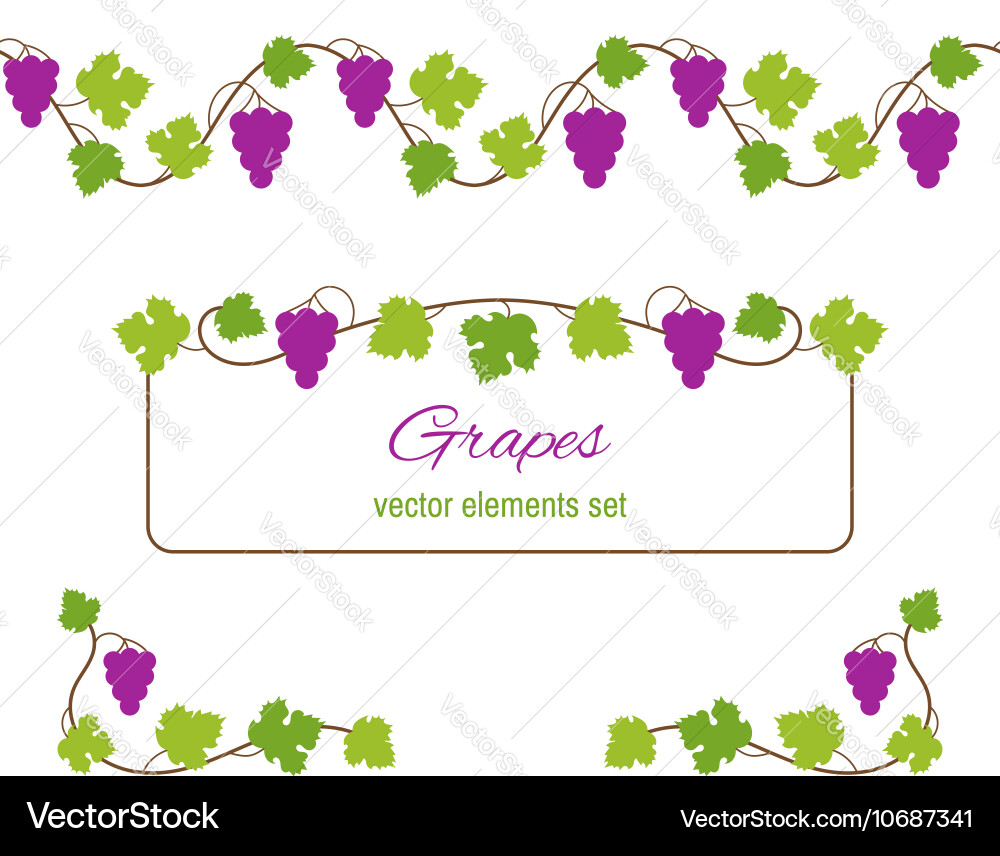 Design elements with bunches of grapes and vines vector image