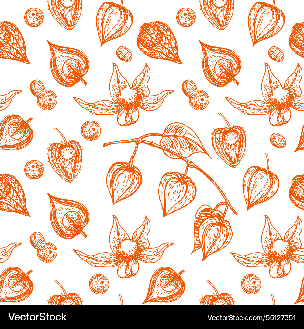 Isolated seamless pattern physalis in sketch style Isolated seamless pattern physalis in sketch style vector image