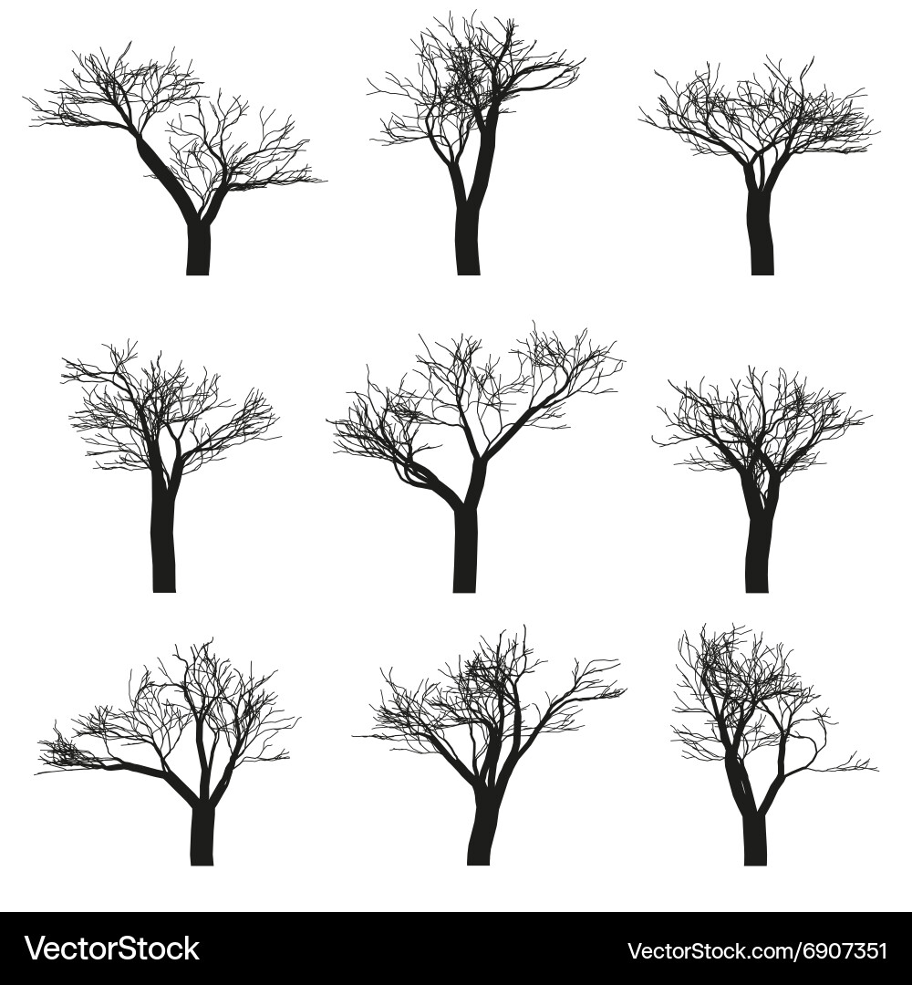 Trees set Royalty Free Vector Image - VectorStock