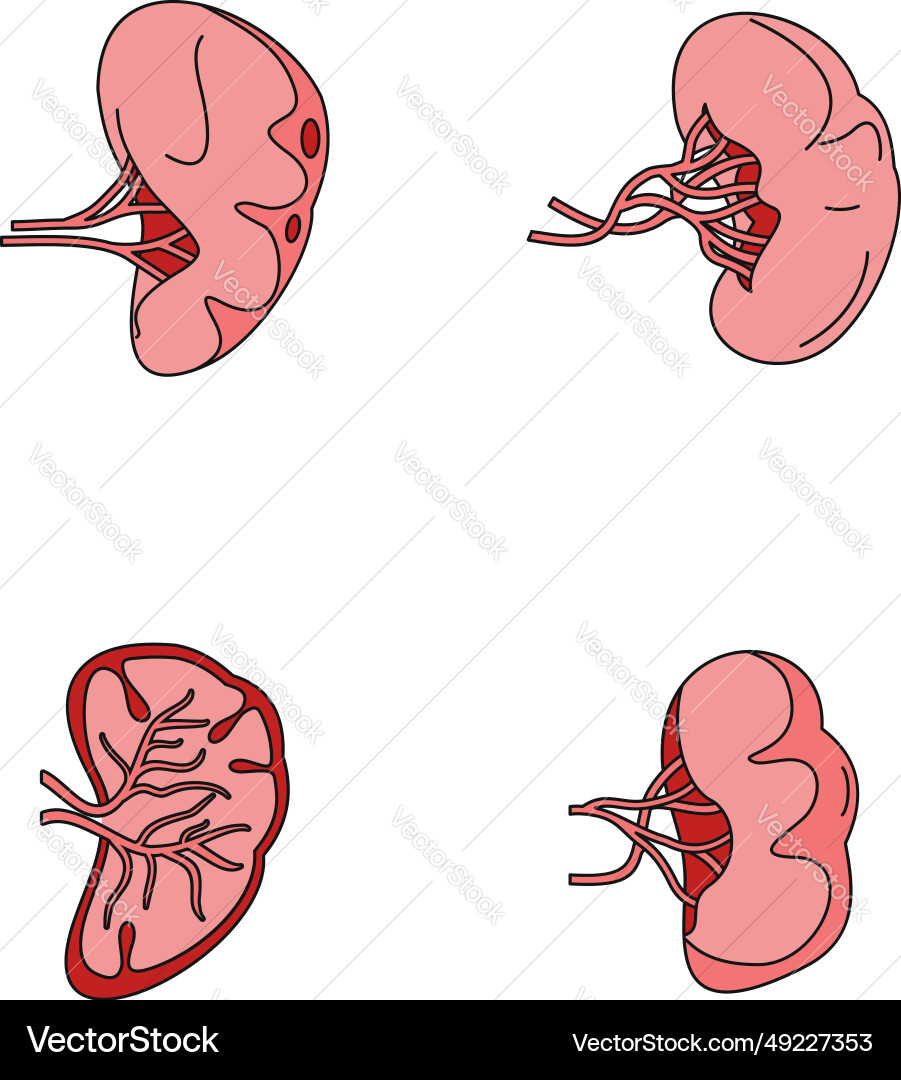 Spleen milt anatomy icons set color Spleen milt anatomy icons set color vector image