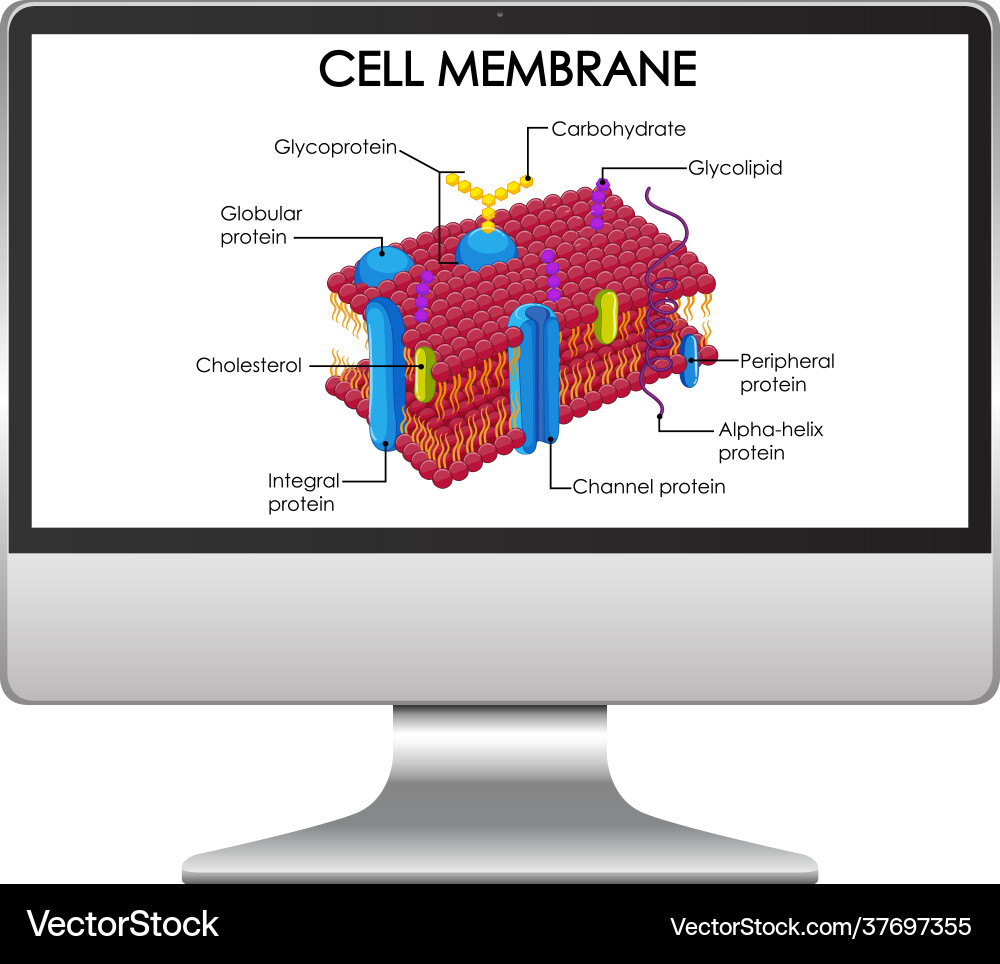 Cell membrane structure on computer desktop Cell membrane structure on computer desktop vector image