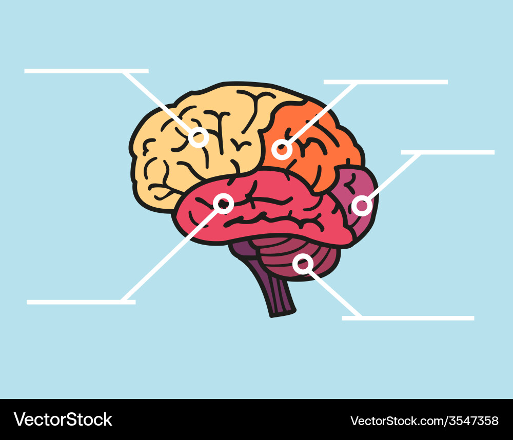 Brain Map with Copy Space Vector Image