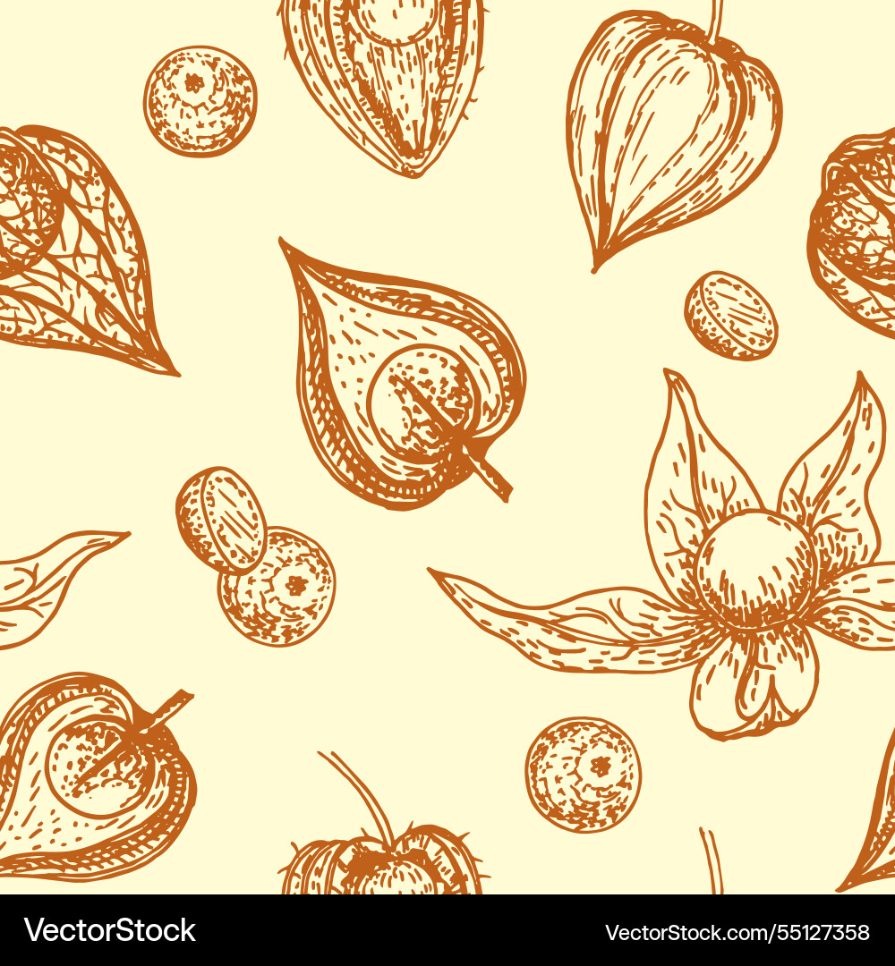 Isolated seamless pattern physalis in sketch style Isolated seamless pattern physalis in sketch style vector image