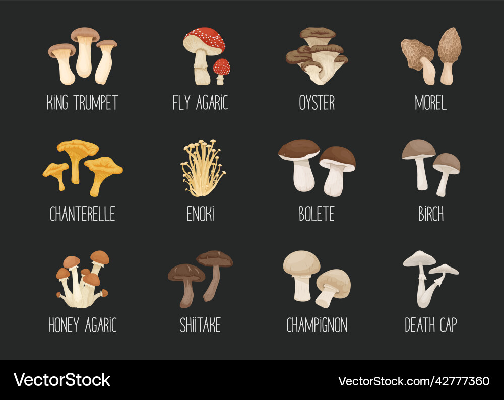 Edible and poisonous inedible mushrooms Edible and poisonous inedible mushrooms vector image