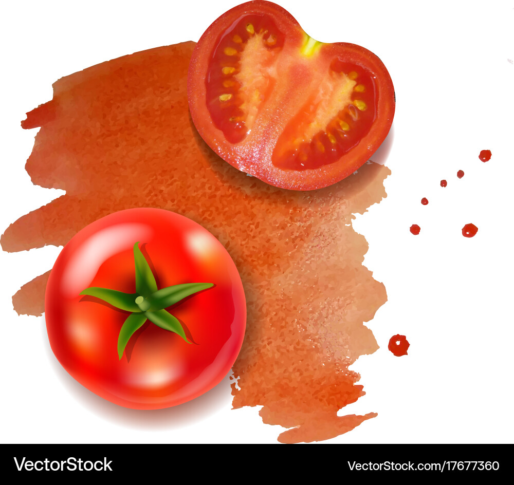 Fresh tomatoes Royalty Free Vector Image - VectorStock