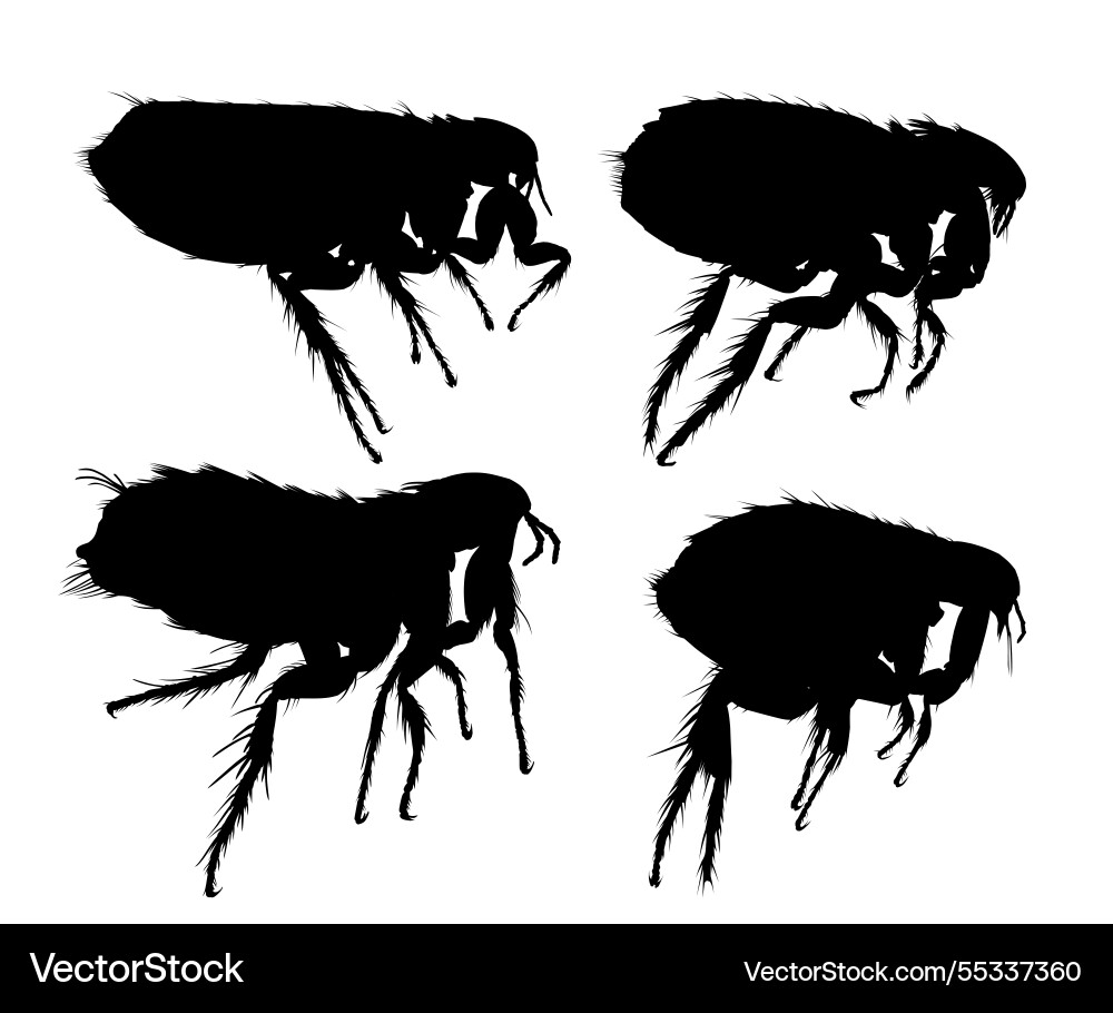 Silhouettes of flea Vector Image