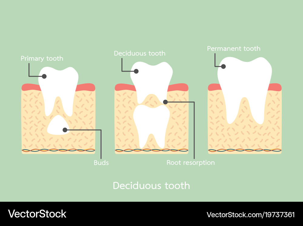 Permanent tooth located below primary Royalty Free Vector