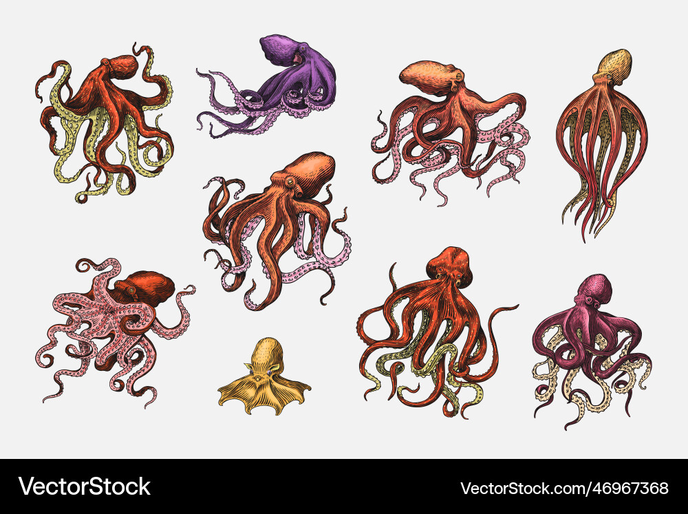See Oktopus gravierte Hand gezeichnet in alten Skizze See Oktopus gravierte Hand gezeichnet in alten Skizze vektorbild