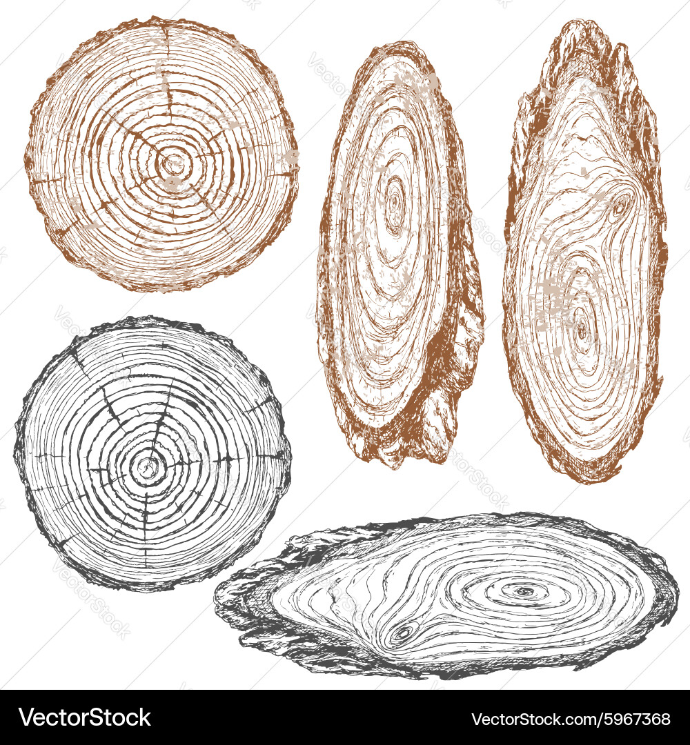Tree Ring Sketch Royalty Free Vector Image - VectorStock