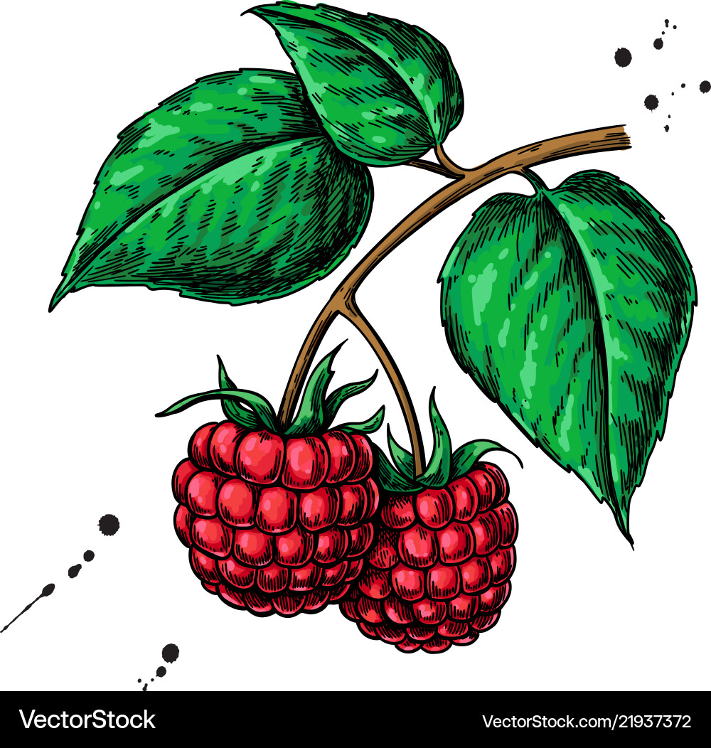 Raspberry Branch Sketch vector image