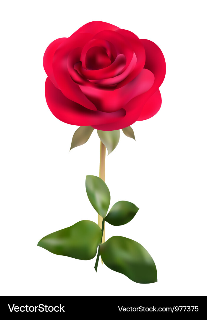 Single Red Rose Vector Image