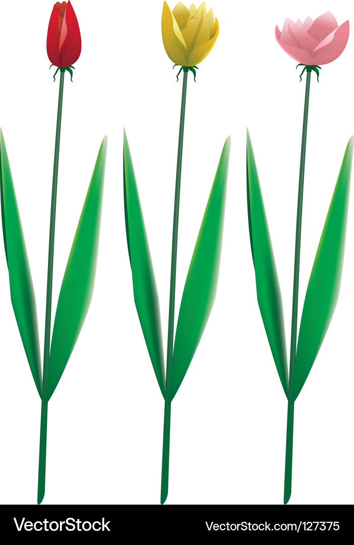 Tulip set Vector Image
