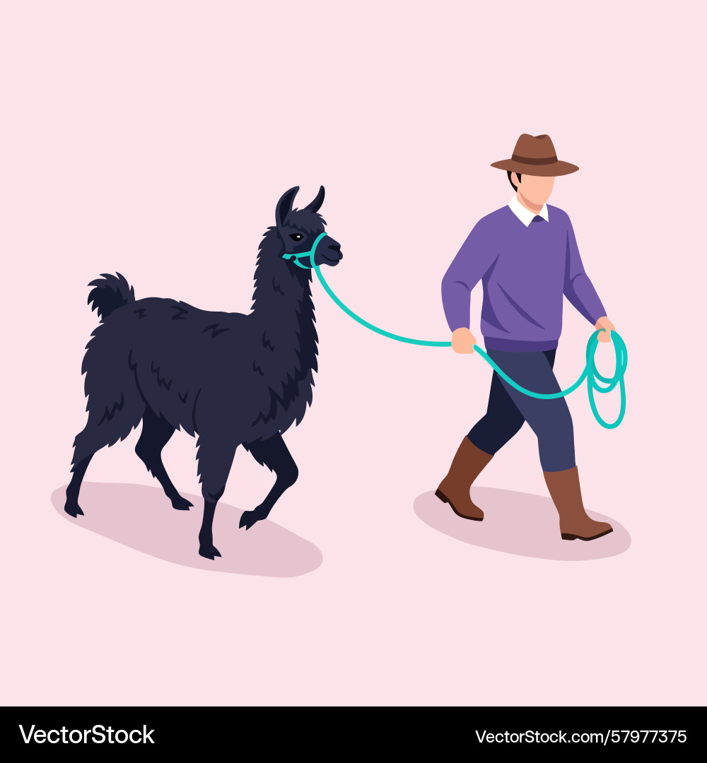 Walking dark llama with handler in minimalist Vector Image