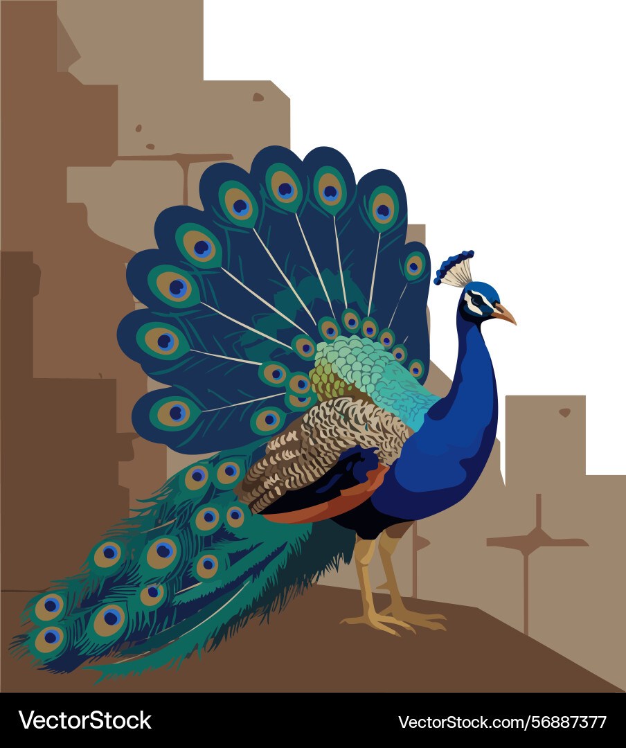 Peafowl with spread tail feathers displaying Vector Image