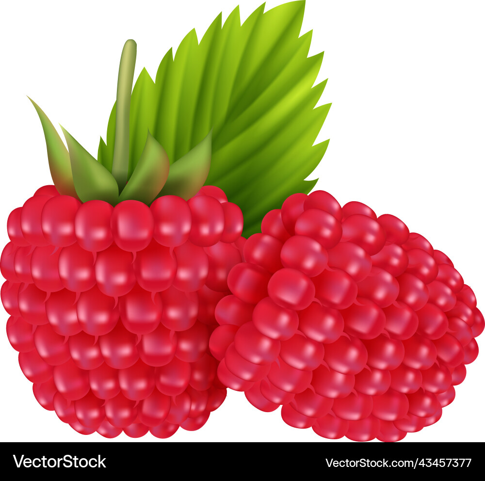 Raspberry realistic berry composition vector image