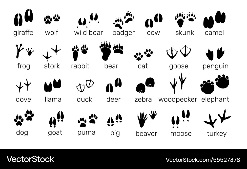Animal Footprints & Tracks Vector Image