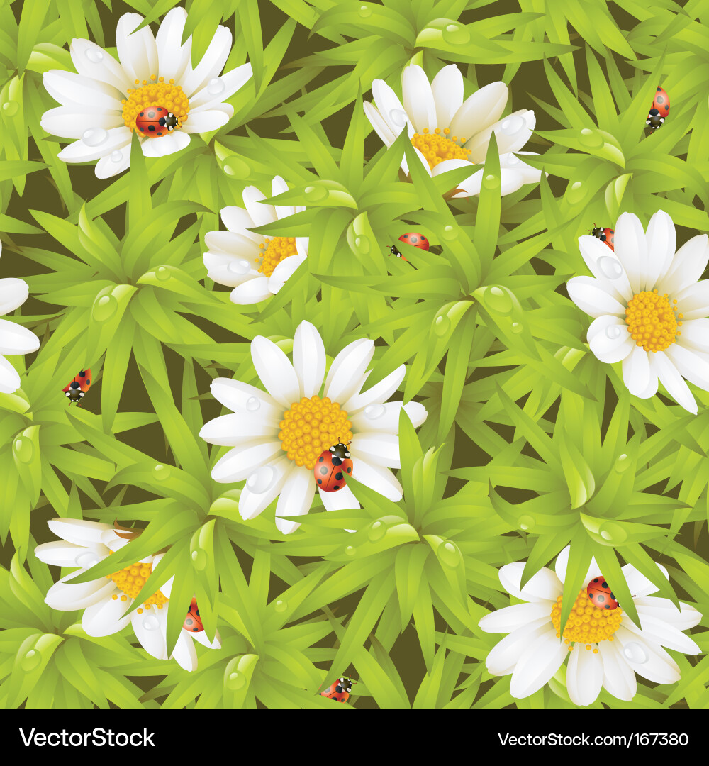 Chamomile and Ladybug Meadow Vector Image