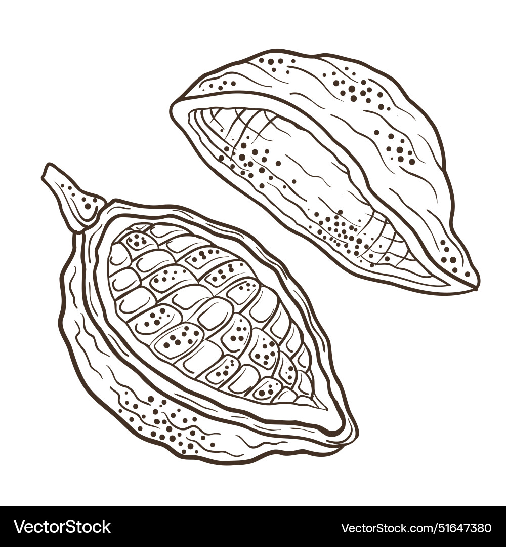 Cocoa bean line design element editable vector image