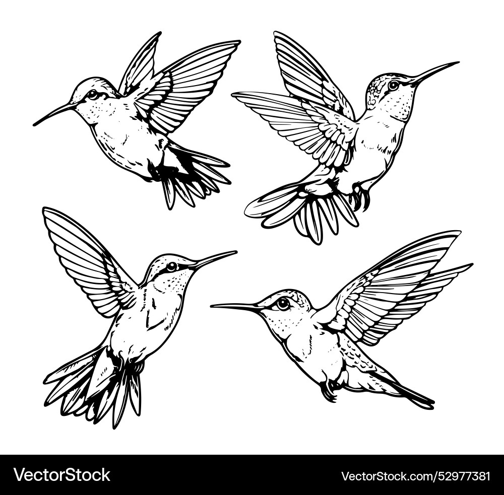 Set Hummingbirds Skizze Bleistift Set Hummingbirds Skizze Bleistift vektorbild
