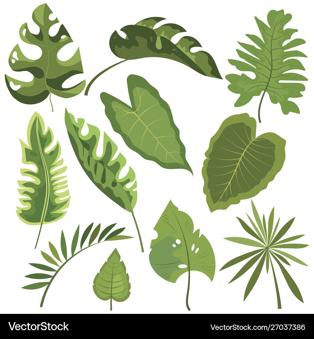 Set leaves tropical plants collection vector image