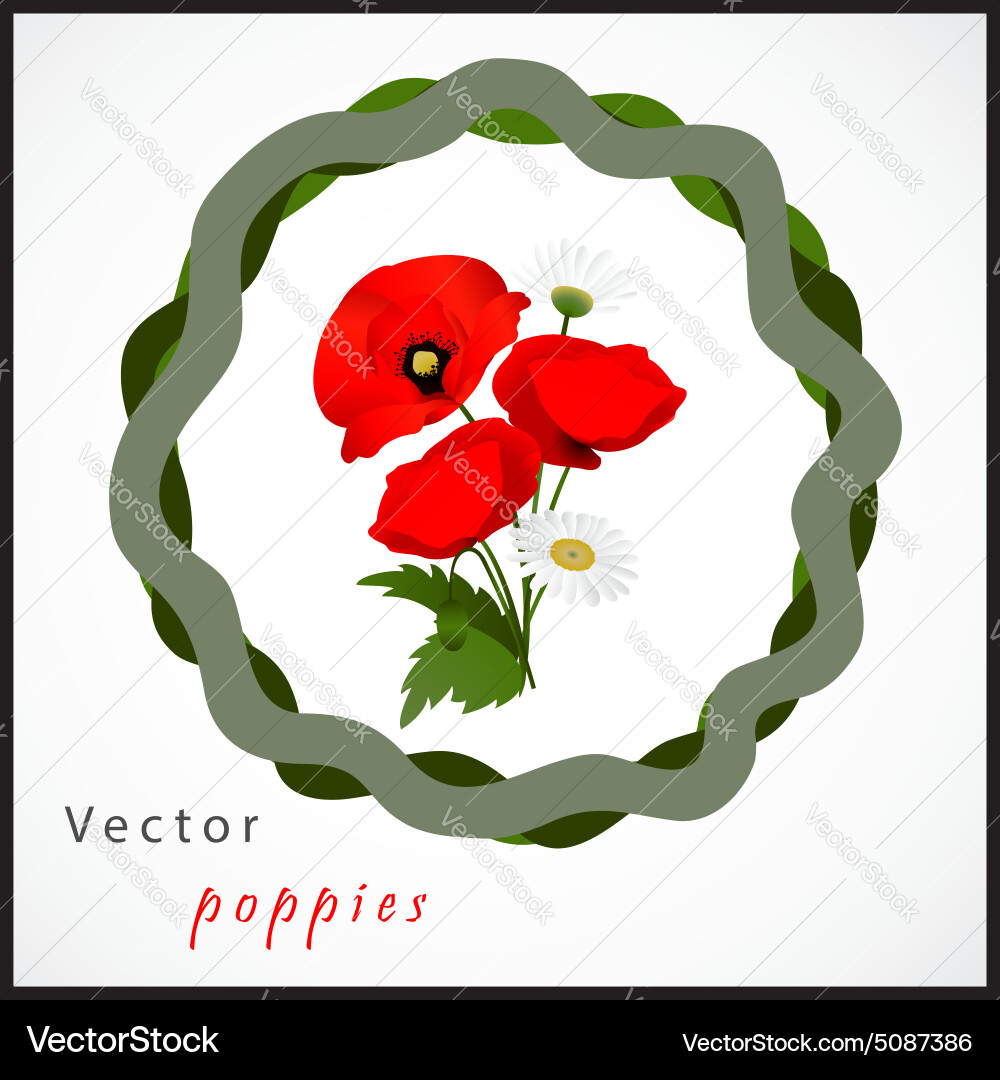 White background with chamomile and poppies vector image