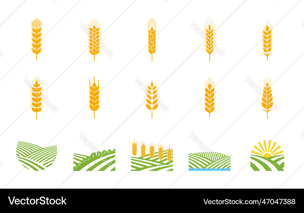 Wheat Spikes & Fields vector image