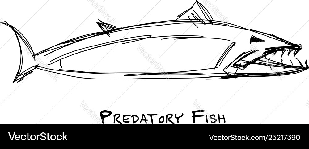 Barracuda fish for your design Barracuda fish for your design vector image
