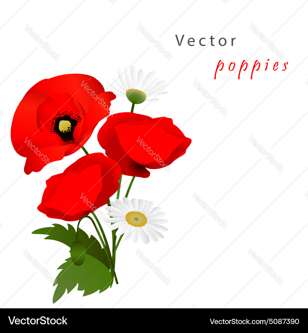 White background with poppies Vector Image