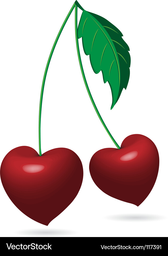 Cherry Vector Image