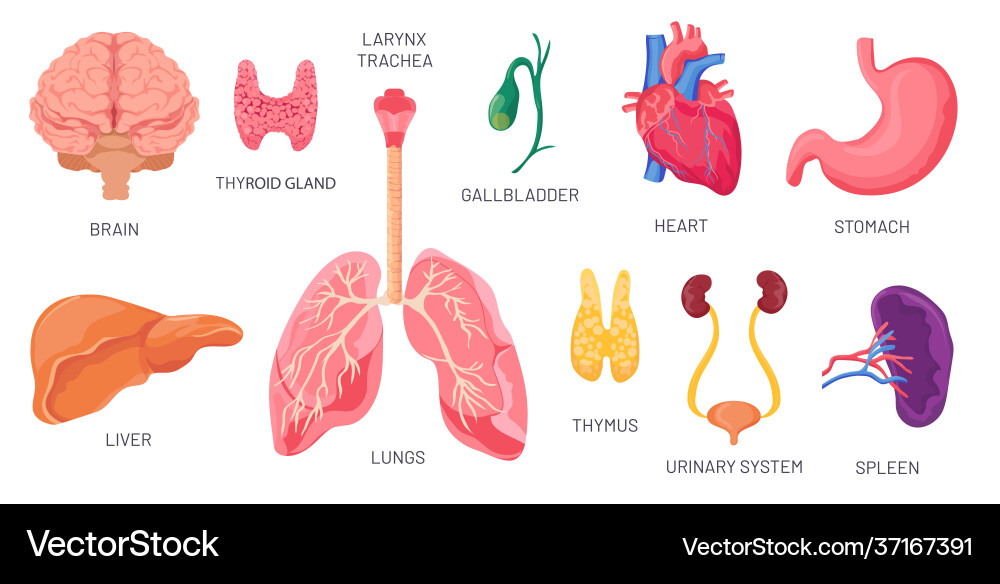 Innere Organe menschliche anatomische Körperteile Vektorbild