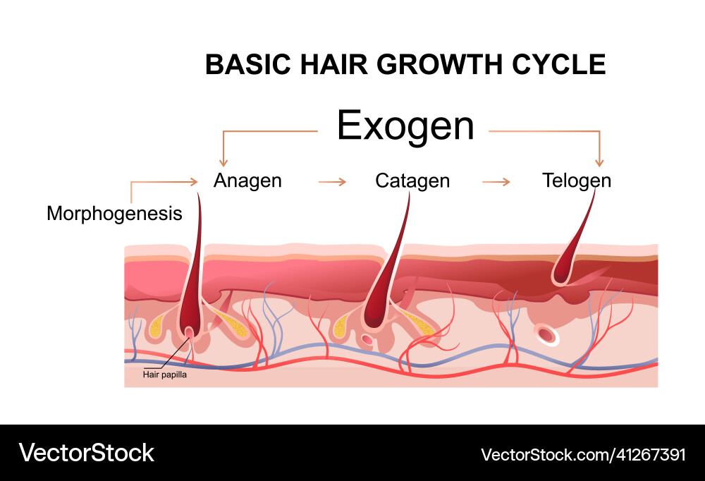 Menschen Haarwachstum Phasen Bildungsplakat Menschen Haarwachstum Phasen Bildungsplakat vektorbild