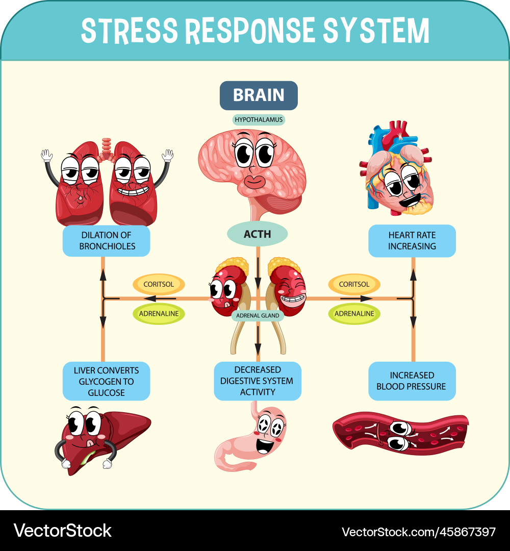 Stress response system scheme Stress response system scheme vector image
