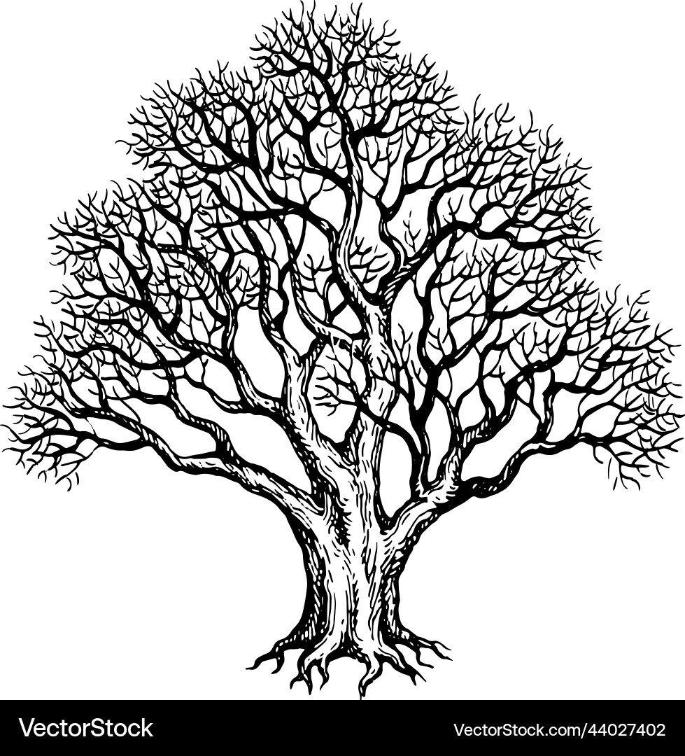 Withered old yew tree Royalty Free Vector Image