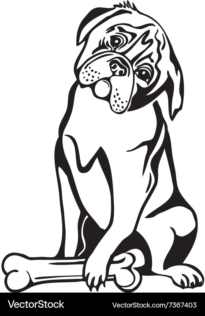 Bulldog Watching Bone Vector Image