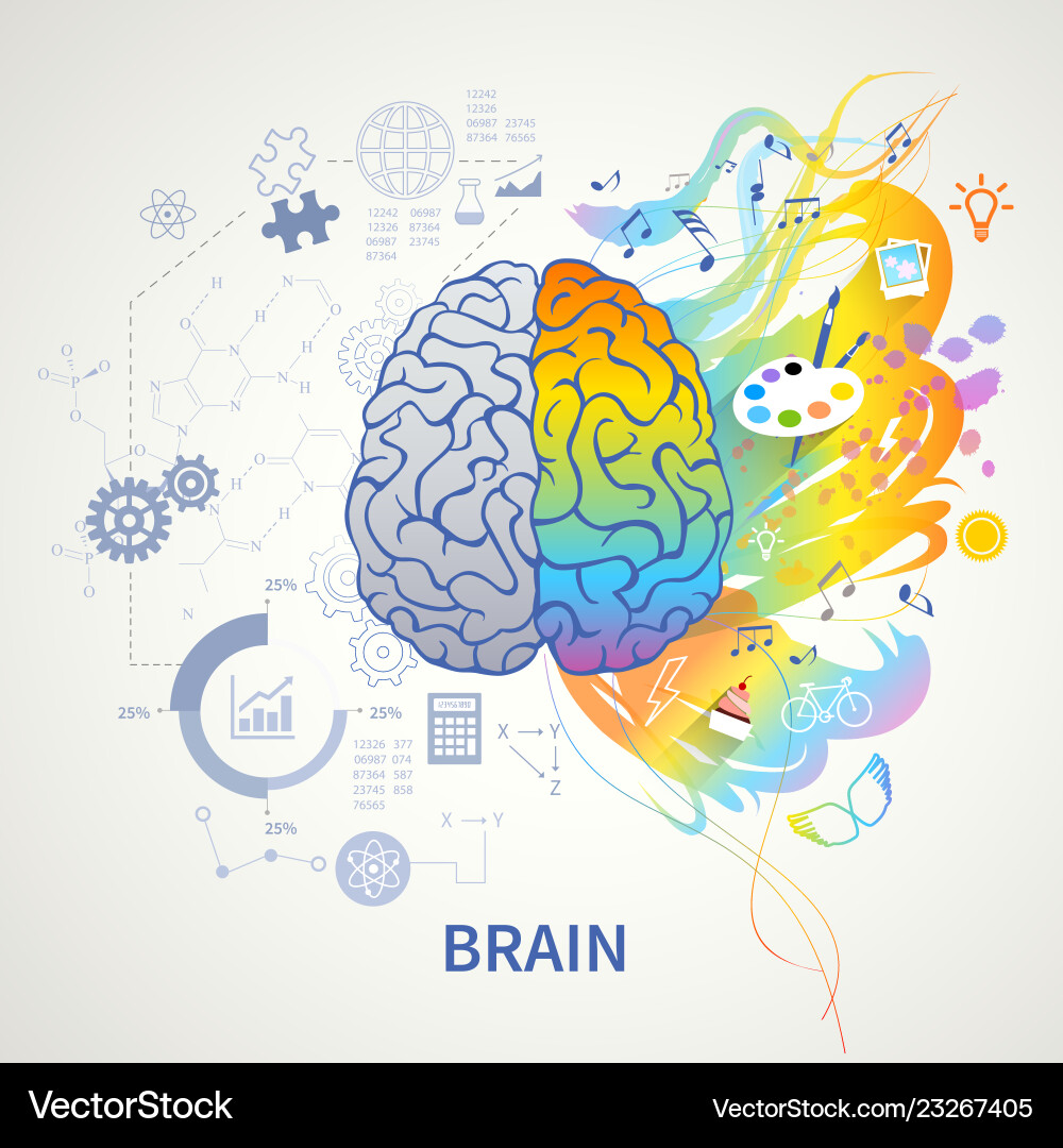 Left right brain concept Royalty Free Vector Image
