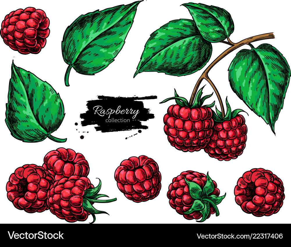 Isolated Raspberry Branch Drawing vector image