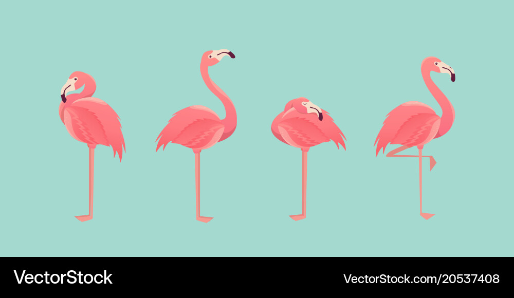 Set of flamingos isolated on background vector image
