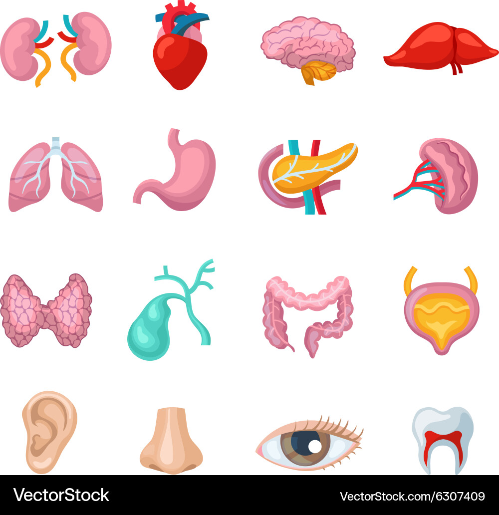 Human organs set Royalty Free Vector Image - VectorStock