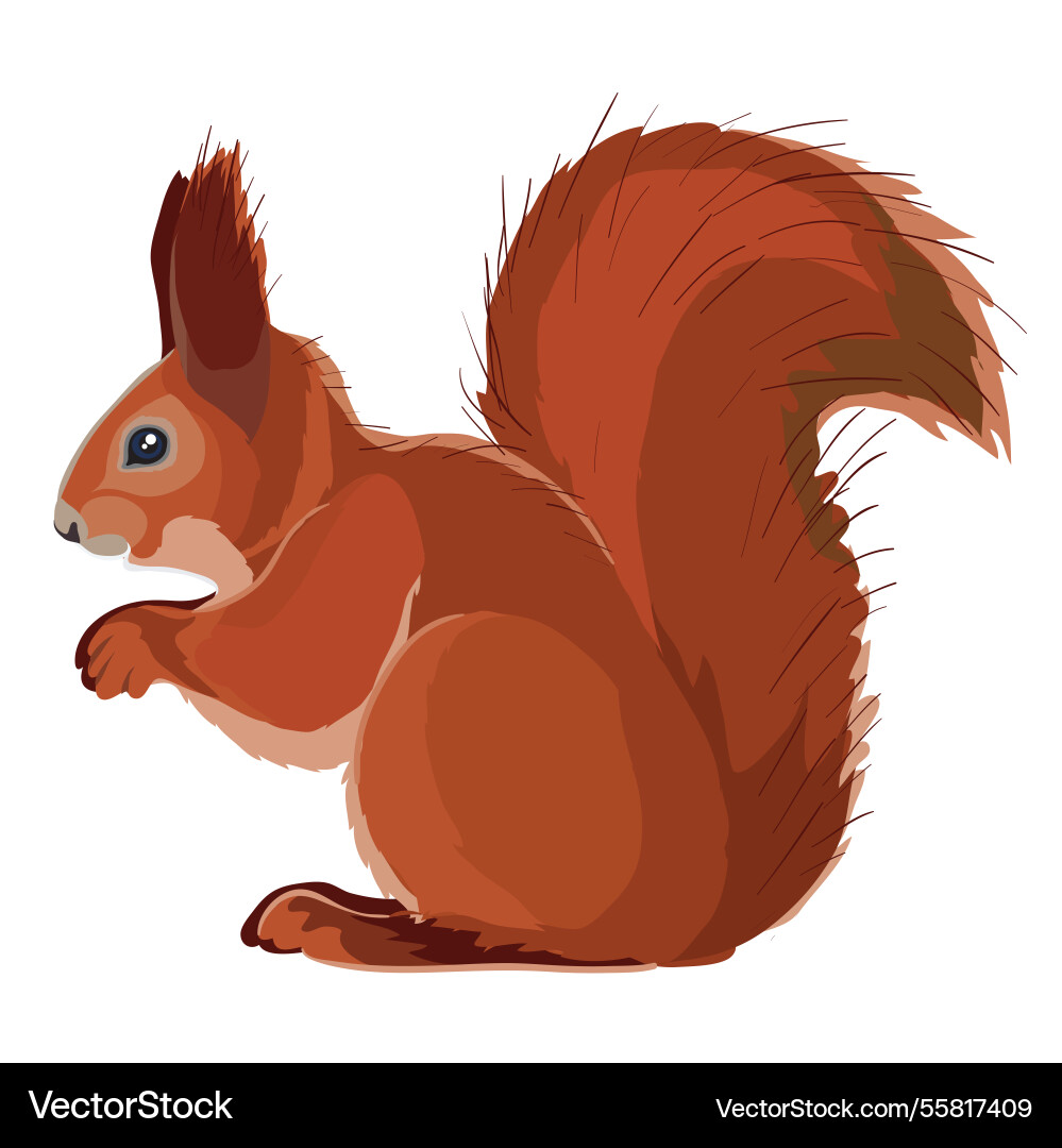 Red squirrel sits sideways to us isolated object Red squirrel sits sideways to us isolated object Vector Image