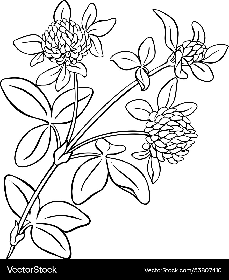 Clover Plant Sketch Vector Image