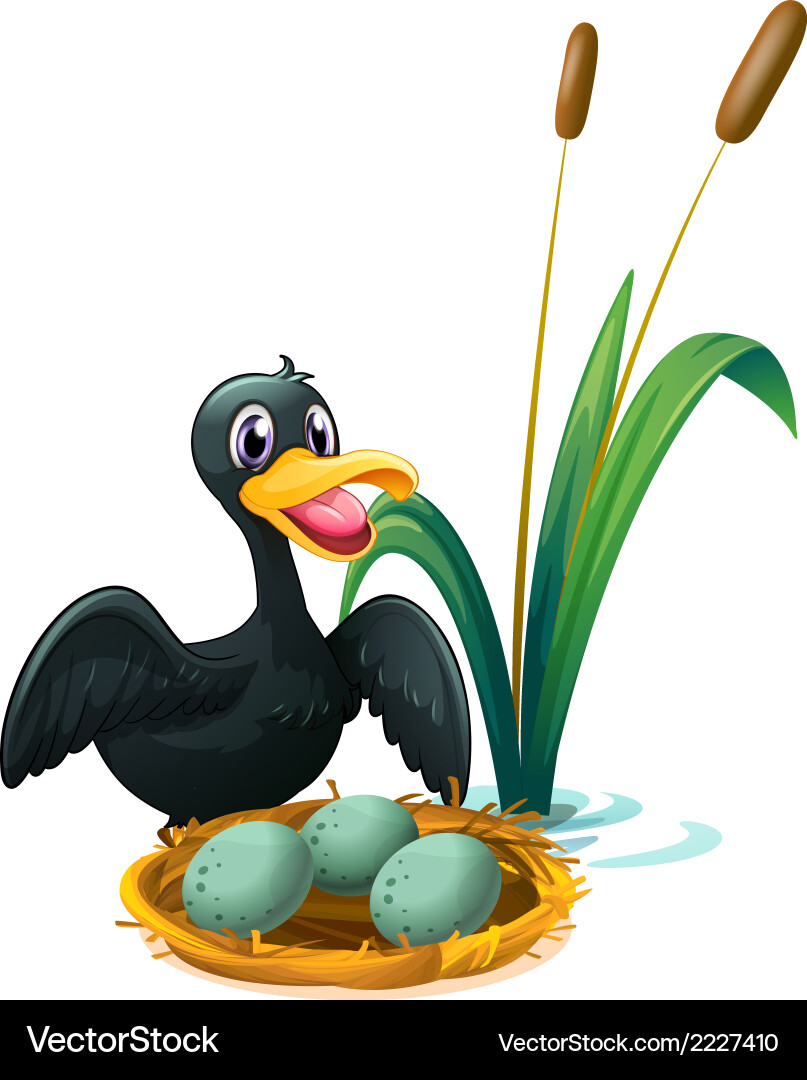 Duck with Nest and Eggs Vector Image