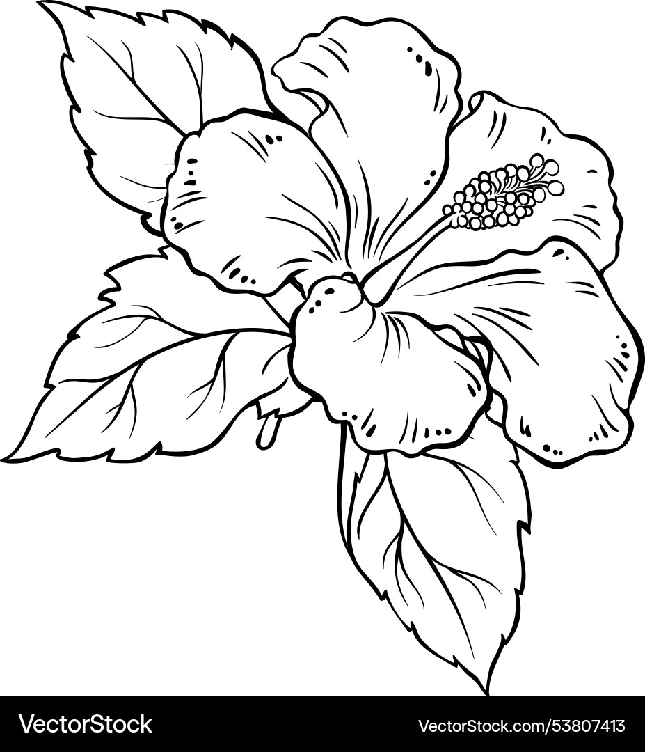 Hibiscus Branch Outline Vector Image