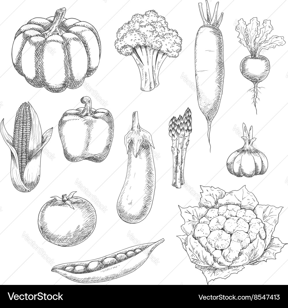 Organic vegetables sketch for agriculture design – Royalty-Free Vector |  VectorStock, image size:1000x1068