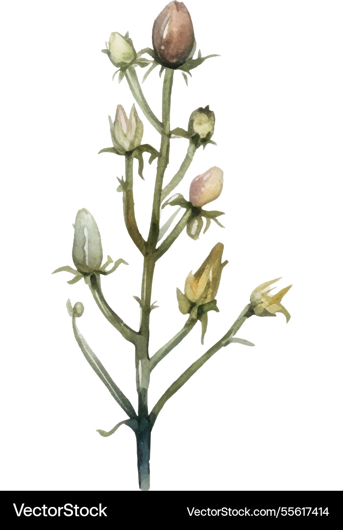 Watercolor painted flower hand drawn Watercolor painted flower hand drawn vector image