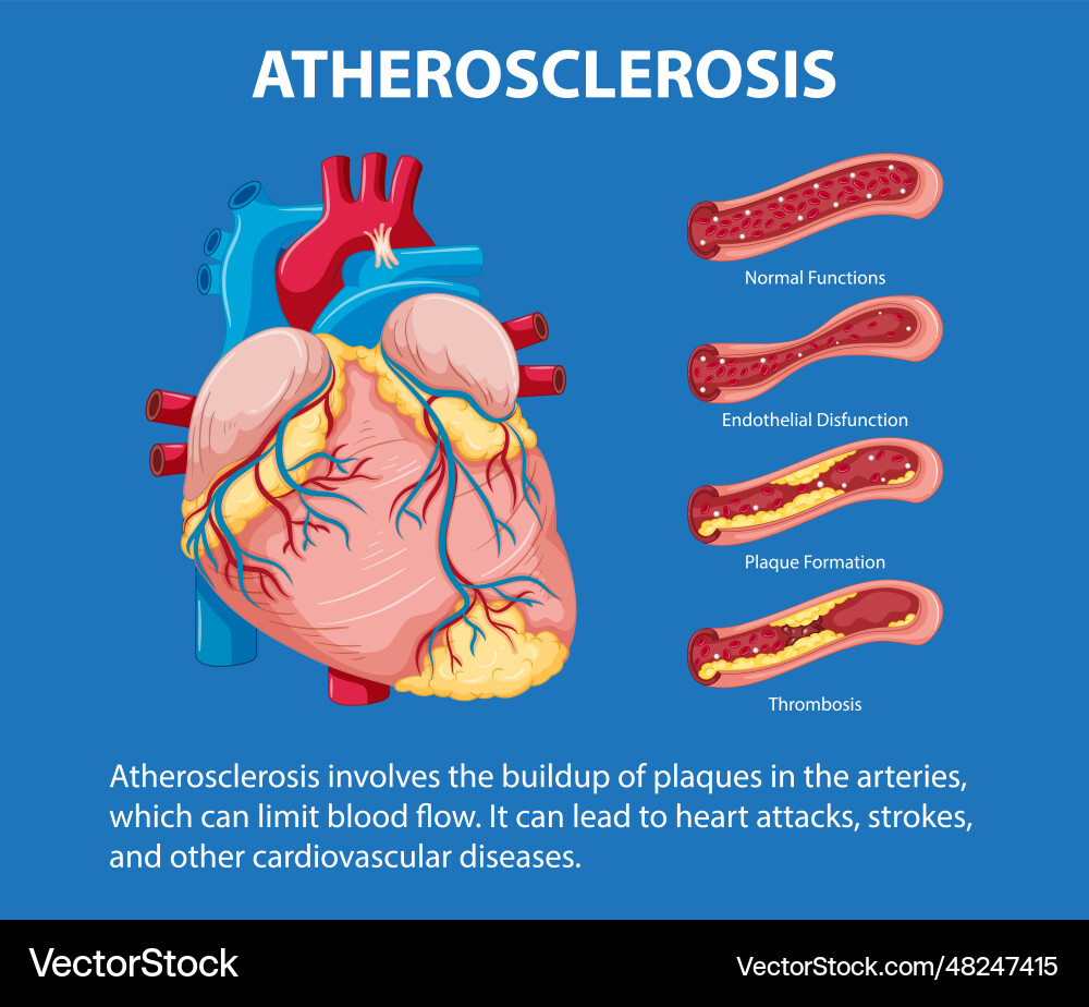 Science education human anatomy Royalty Free Vector Image Biology Diagrams