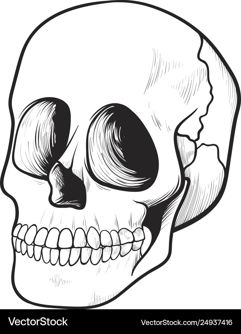 Human skull icon medicine and spooky symbol Human skull icon medicine and spooky symbol vector image