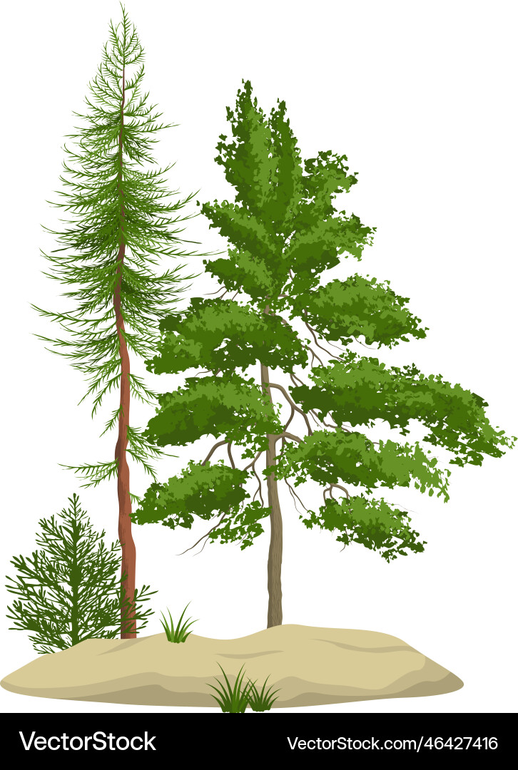 Realistic pine forest elements Royalty Free Vector Image