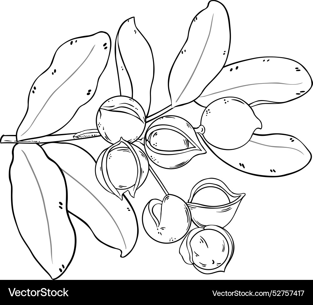 Macadamia branch with nuts outline Macadamia branch with nuts outline vector image