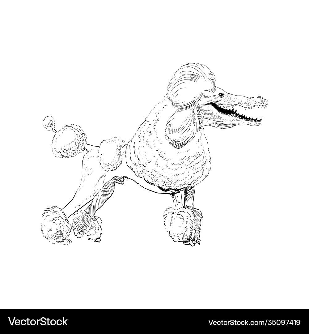 Mixture animals poodle dog with crocodile head Mixture animals poodle dog with crocodile head vector image